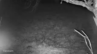 Bandicoot on Bandicam