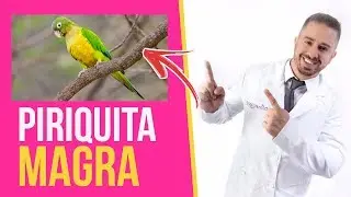 VOCÊ TEM A PIRIQUITA MAGRA? - DR BRUNO JACOB