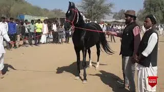 jasra horse show 2019:
best marwari stallion horse champion 2018: