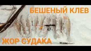 СУДАКИ НА КАЖДЫЙ ЗАБРОС!!! ЛУЧШИЙ РАТТЛИН 2024!!! СУДАК ЗИМОЙ В КОРЯЖНИКЕ!!!
