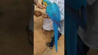 Parrot #parrots #parrotvideo #rajalibirdspark #Tanjorebirdspark #Thanjavurbirdspark #பறவைகள்