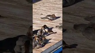 Putzige Tigerenten - heranwachsende Gänsesäger-Jungtiere beim Putzen in der Morgensonne