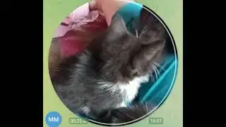 Котятушки ищут дом🥰