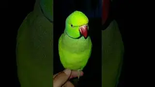 mara mittu song son rha ha😃