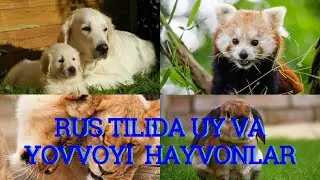 RUS TILIDA UY VA YOVVOYI HAYVONLAR || RUS TILI biz bilan oson!