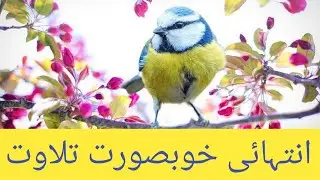 very beautifull reciting انتہائی خوبصورت تلاوت