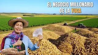 Así es como los AGRICULTORES BRASILEÑOS generan millones de dólares produciendo Yuca