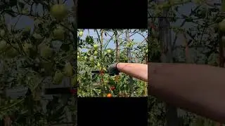 SWANSOFT 420g Light Branch Binding Machine,  Tomato Tying Machine【8108】