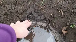 Виноградник Марины Протасовой  Осенняя посадка саженца Гурзуфского розового с ОКС