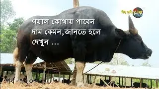 Deepto Krishi/দীপ্ত কৃষি- গয়াল কোথায় পাবেন দাম কেমন,জানতে হলে দেখুন | চট্টগ্রাম | deepto tv