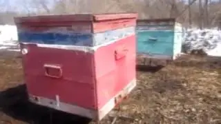 Пасека семьи Огневых. Первый облет