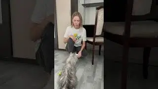 Кошки перевернули всю квартиру!🥵