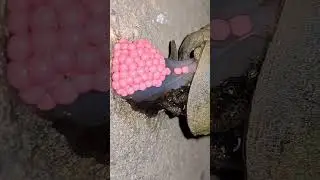 The snail can lay over 100 eggs in 30 second  #egg #snail #night