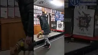 @maya.crazy.pit at Doggy Gym cup