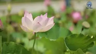 Beautiful Relaxing Music for Stress Relief 01 | Free Music | Mixed Album