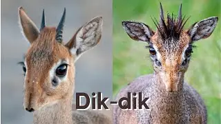 What are Dik dik?