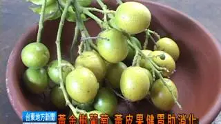 120606 黃金樹葡萄 黃皮果健胃助消化.mpg