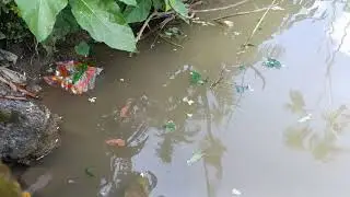कितना जादा मछली आया है Fish #fish
