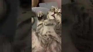 very funny slow motion cat