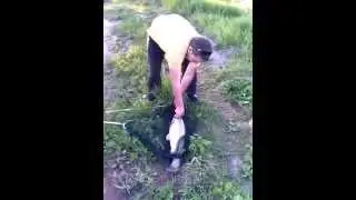 Белый Амур Оренбург