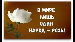 В МИРЕ ЛИШЬ ОДИН НАРОД — РОЗЫ