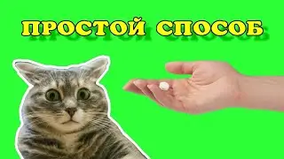 Как дать коту лекарство без проблем.