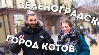 Как Зеленоградск стал кошачей столицей / ep.11