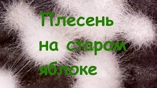 Плесень на старом яблоке | Под микроскопом | Увеличение 80х