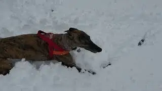 Mojo scampering in fresh snow