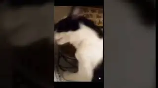 funny cats eats #funny #cat #mukbang #gym #live