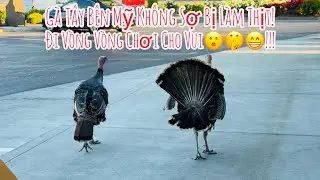 Gà Tây Bên Mỹ Không Sợ Bị Làm Thịt!