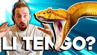 Mi Hanno Regalato 5 Serpenti!