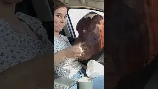 Visiting my sisters today 🐄 