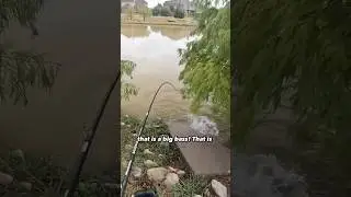A GIANT BASS was hiding in this Culvert! #fishing #bassfishing