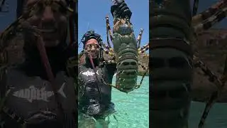 Giant Lobster vs Normal Size Lobster