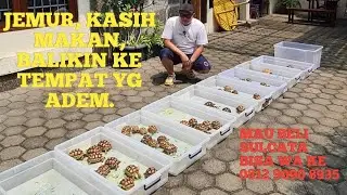 JEMUR, KASIH MAKAN, BALIKIN KE TEMPAT YG ADEM.