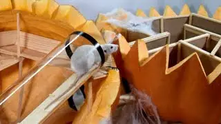 Spooky HALLOWEEN ADVENTURE MAZE for RATS