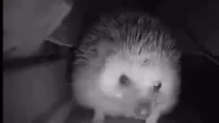 Ёжик чихнул и Дядя Армен с Ашотом убежали!