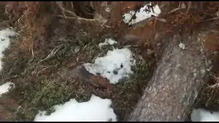 ЧТО ДЕЛАЕТ ветер