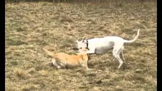 Zlatý retrívr, Argentinská doga (Zachariáš)-2. video
