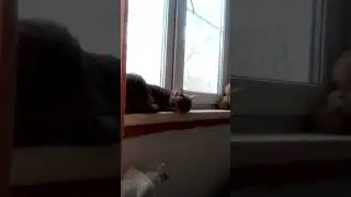МОИ КОШЕЧКИ