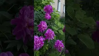 пионы