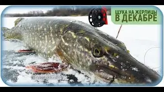 щука на жерлицы порадовала трофеем