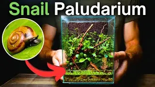 Building An Ecosystem For Tiny Snails!
