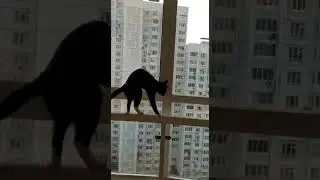 Бесстрашный кот Марсик. Покоряет высоту на окне.