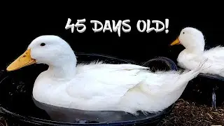 From Duckling to Adult in 45 DAYS!  Crazy Pekin Duck Growth!