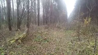 Роды у нормы вида шалайки и породистых собак