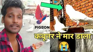 😭 latest prank video - Kabutar Ko Mar Dala