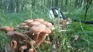 Коп фотоархів.