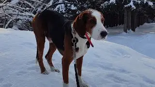 ЗОНА НАГОНКИ  ФИНСКАЯ ГОНЧАЯ ЗАЯЦ БЕЛЯК